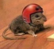 Mouse Head