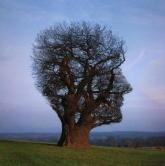Memory Tree