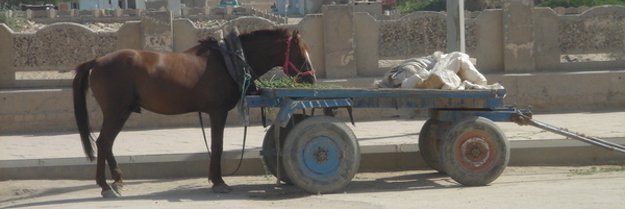 A horse standing, facing a cart