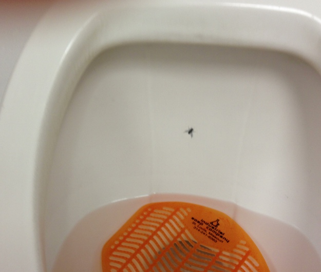 Urinal Fly Close Up