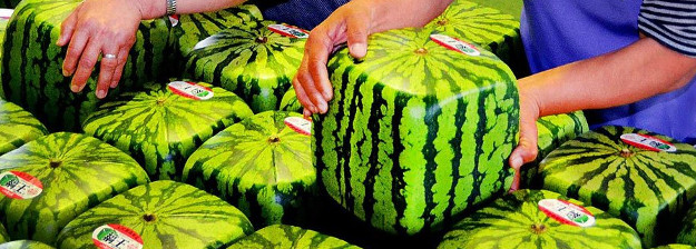 Square Watermellons